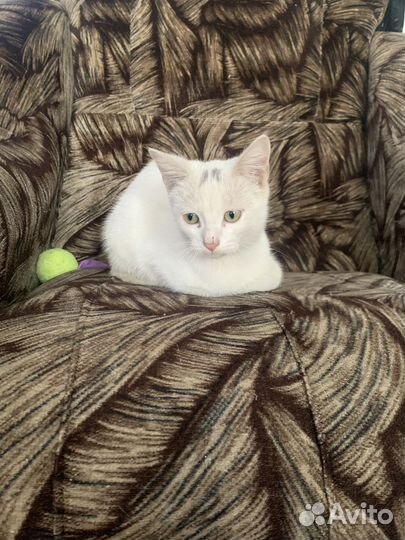 Кошечка в добрые руки