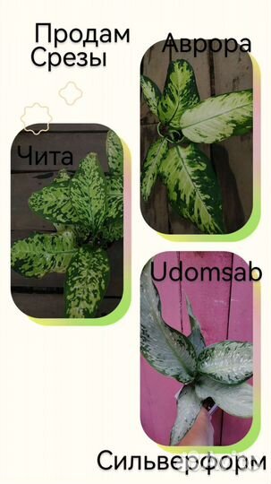 Диффенбахия