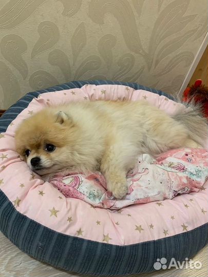 Лежанка для котиков и маленьких собак