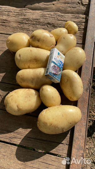 Картофель оптом