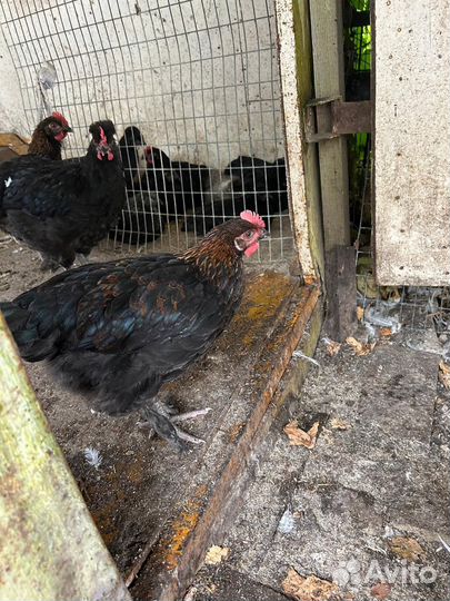 Петушки с прилитием крови Марана, хохлатых