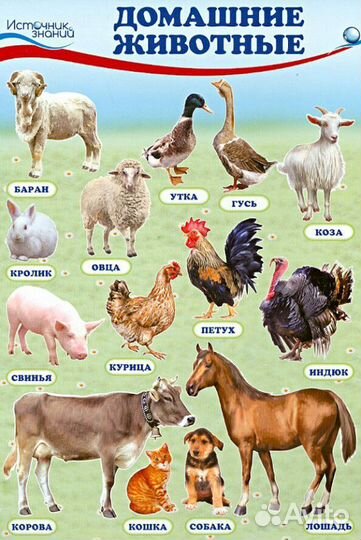 Набор развивающих мини плакатов