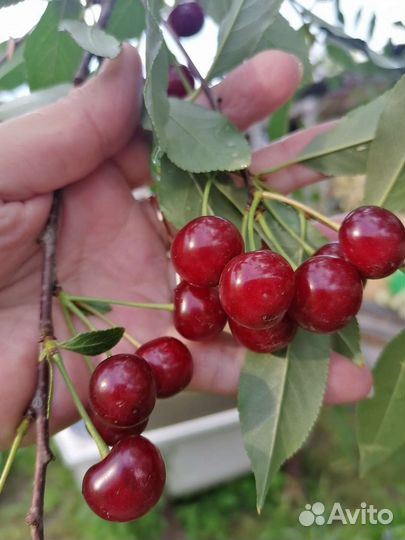 Вишня на ножке свежая