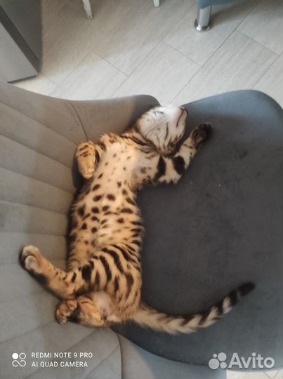 Передержка животных