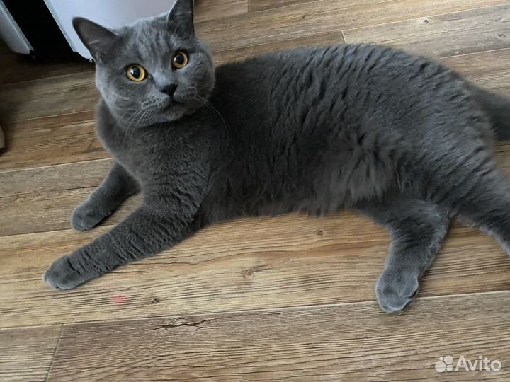 Кот британец