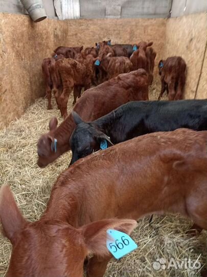 Бычки породистые