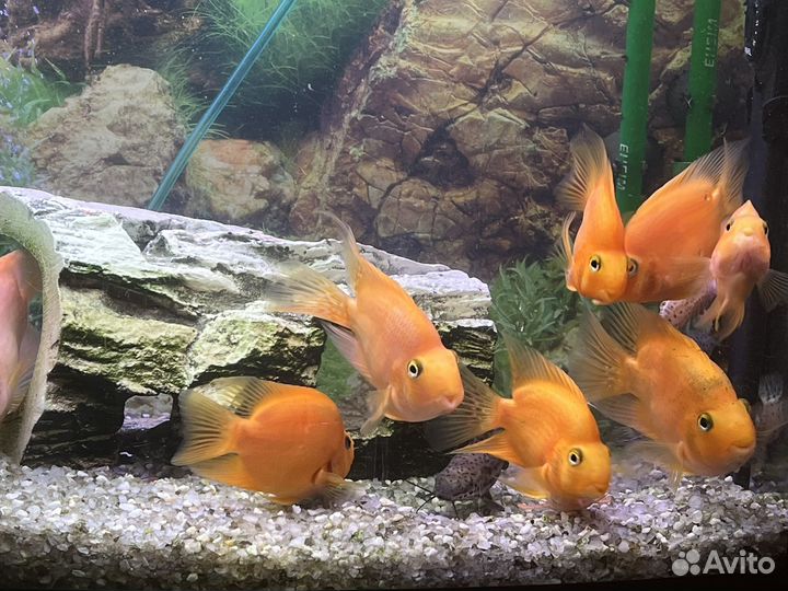 Аквариумный комплекс 125 литров