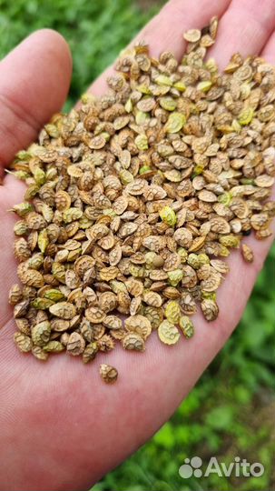 Семена Эспарцета