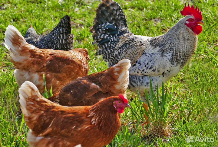 Куры-несушки-бройлер-гусята-перепела-утята