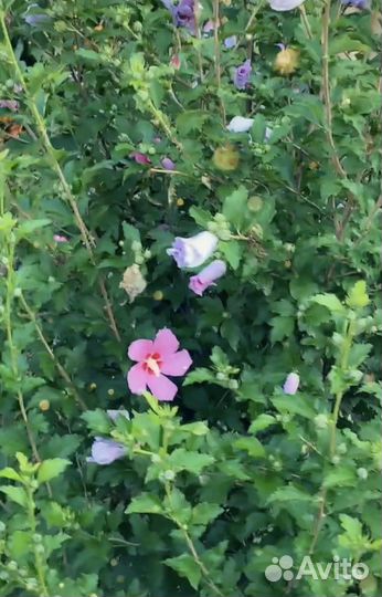 Сирейский гибискус сиреневй