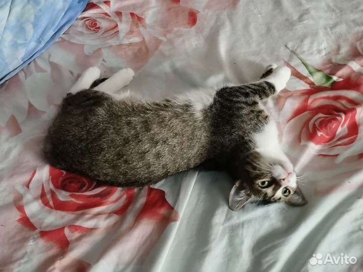 Котенок в добрые руки стерилизована