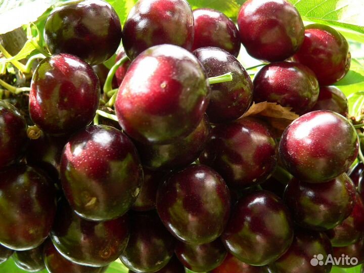 Саженцы плодовых деревьев