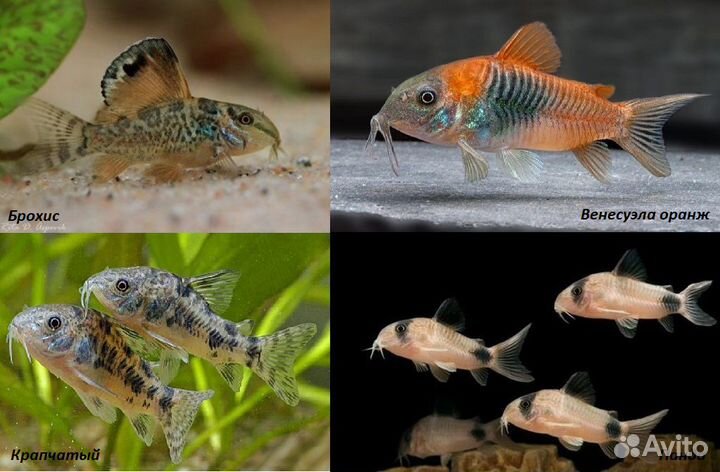 Сомики Коридорасы 12 видов