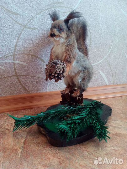 Чучело Белки