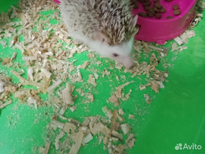 Африканский ёжик декоративный