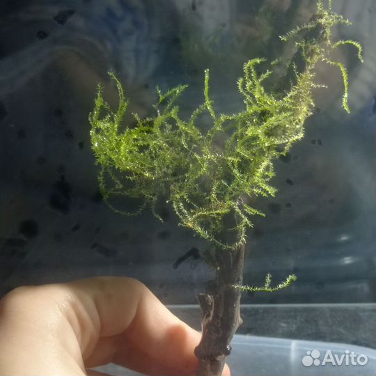 Яванский мох, мох на коряге, наяда