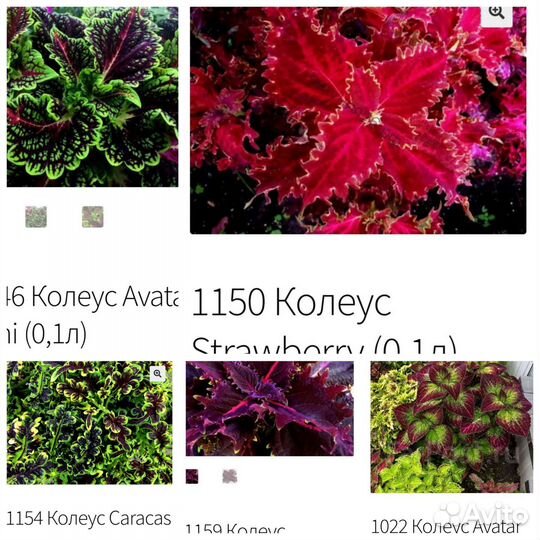 Колеусы сортовые