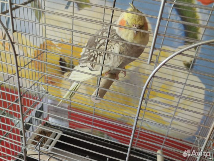 Продам попугая кореллу