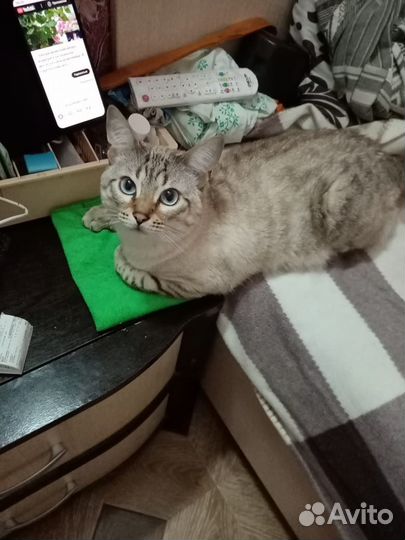 Отдам кота в добрые руки