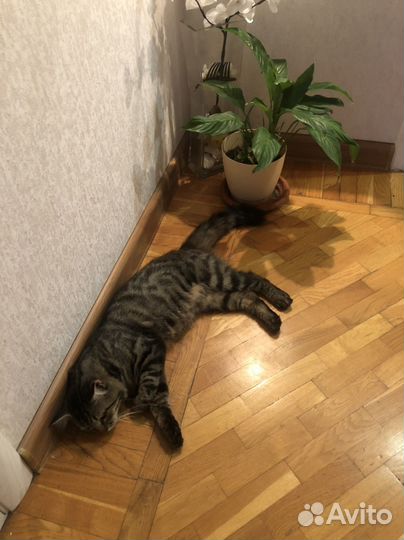 Передержка кошек и собак