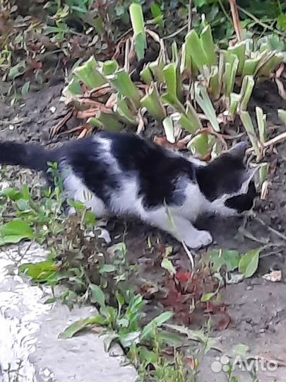 Котята ищут дом