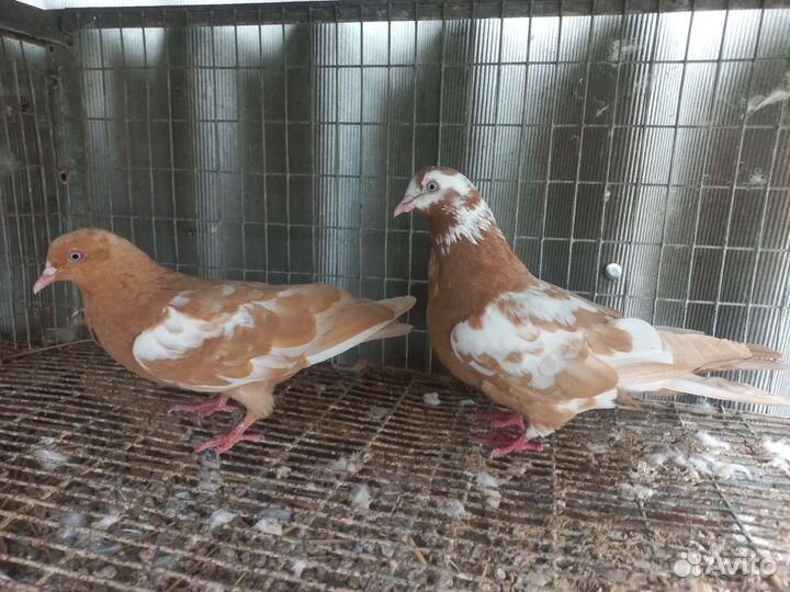 Продаю голубей