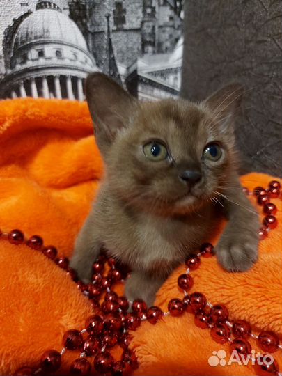 Бурманские котятки