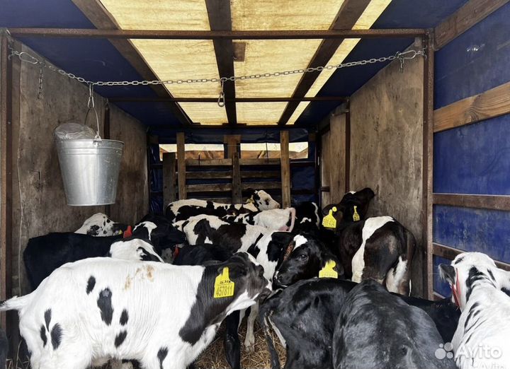 Телята бычки