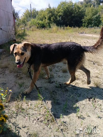 Собака в добрые руки отдам бесплатно