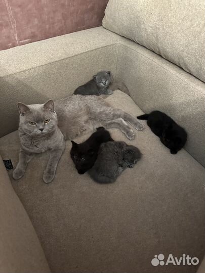 Британские котята