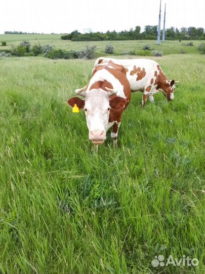 Курдючные бараны и овцы,Бараны и овцы