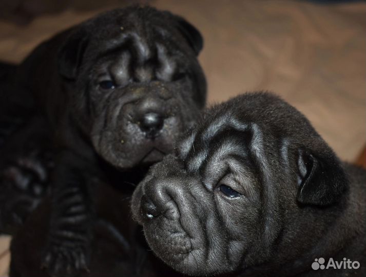 Плюшевое чудо шарпей