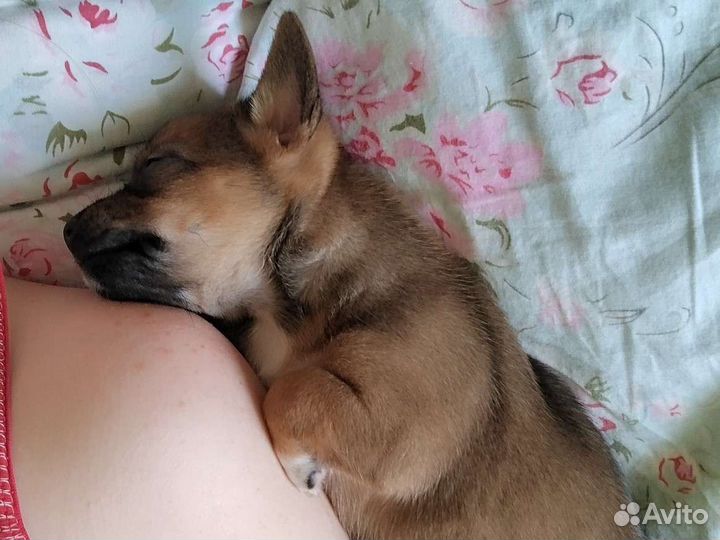 Щенки маленьких пород
