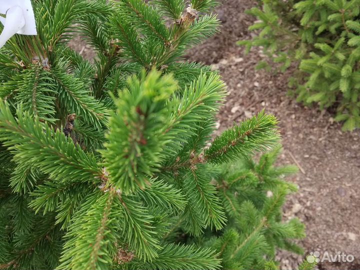 Ель сибирская от 90 до 190 см