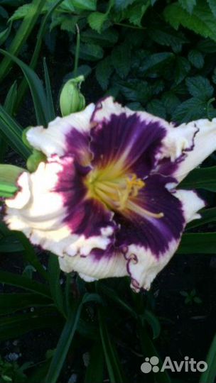 Продаю сортовые лилейники, пионы, печеночницы