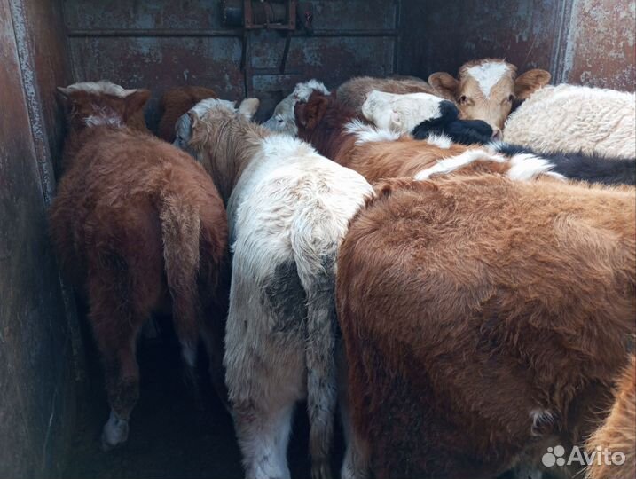 Бычки