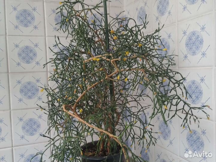 Цветы комнатные.Хатиора