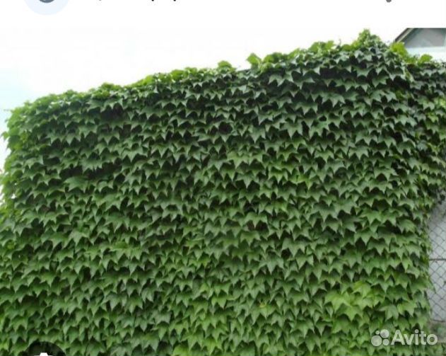 Девичий виноград вичи