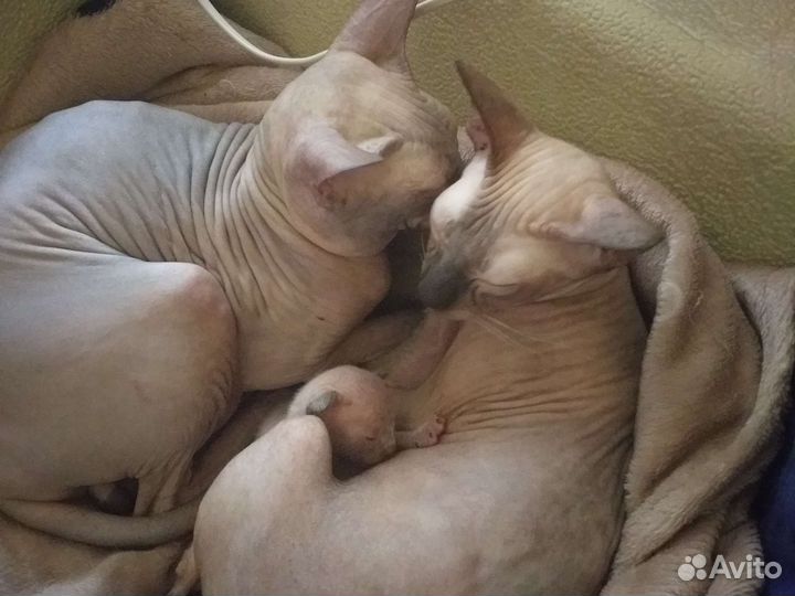 Кот на вязку