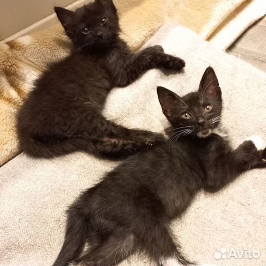 Котята в добрые руки