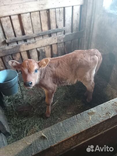 Джерсийские телята