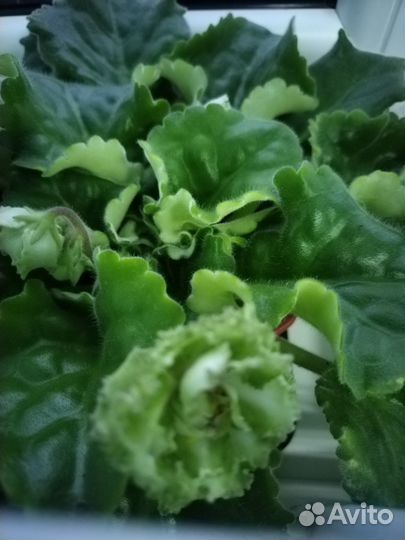 Фиалка ек-Берендеево