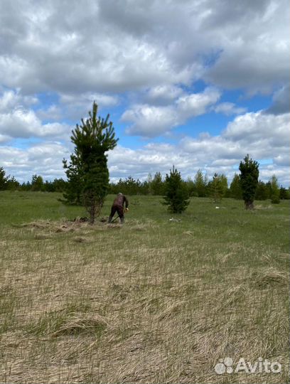 Сосна обыкновенная 5-7 м