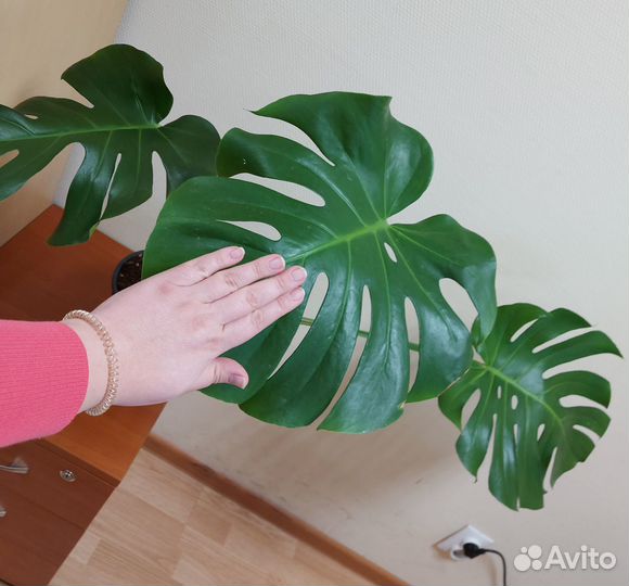 Домашнее растение Монстера