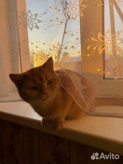 Шотландский прямоухий кот