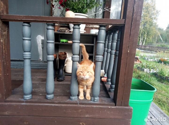 Кот в добрые руки