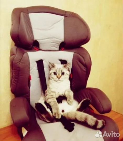 Кот на вязку Британская шиншилла из рекламы