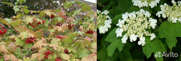 Кустарники плодовые