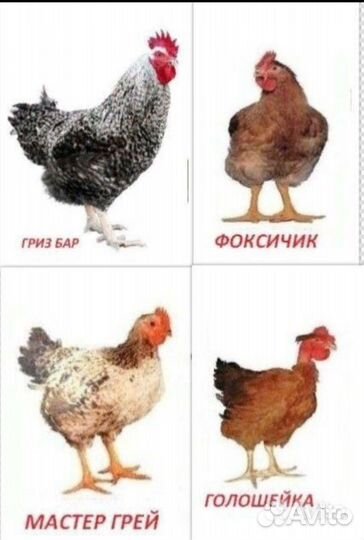 Инкубационное яйцо из Европы еженедельно