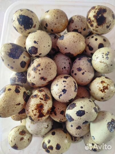 Яйца перепелиные
